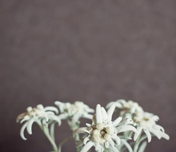 Hotell Forsthofgut Leogang